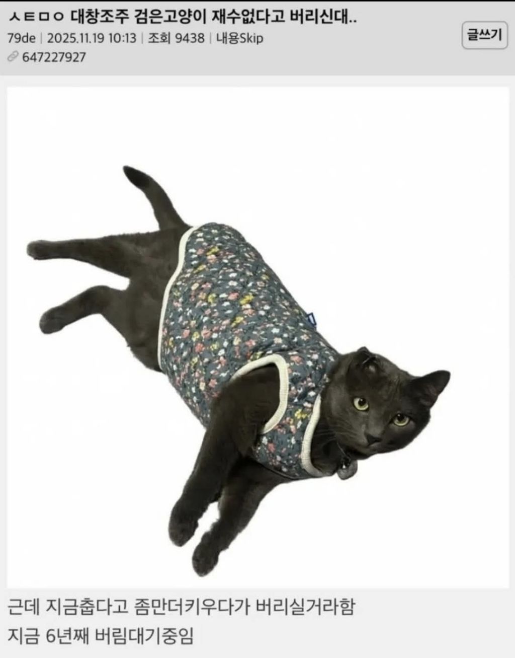 검은 고양이 재수없다고 버리신다는 조부모님 | 인스티즈