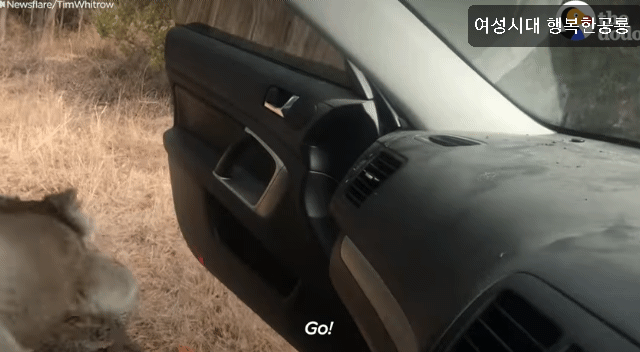 호주에서 더운 여름날에 차문을 열고 있으면 생기는 일.gif | 인스티즈