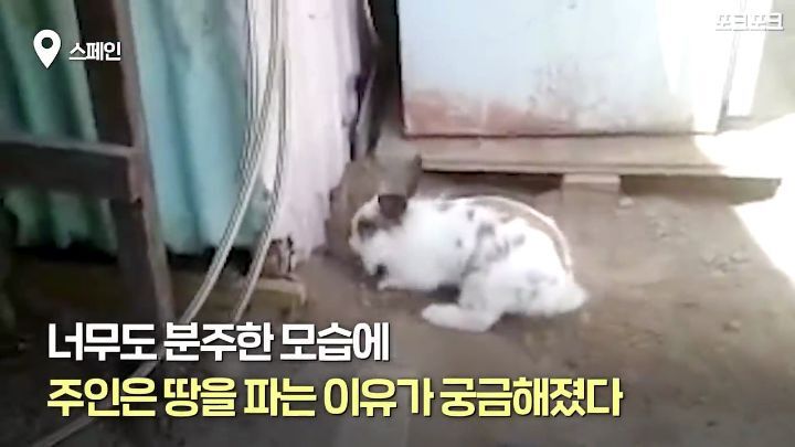 창고밑에 갇힌 고양이를 구하려는 토끼 | 인스티즈