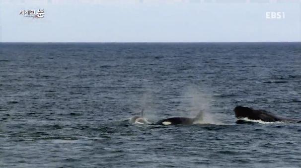 범고래 떼를 이길 수 있는 유일한 생명체 | 인스티즈