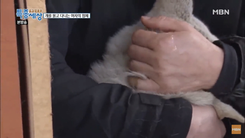 당신이 버린 강아지는 어떻게 되었을까 | 인스티즈