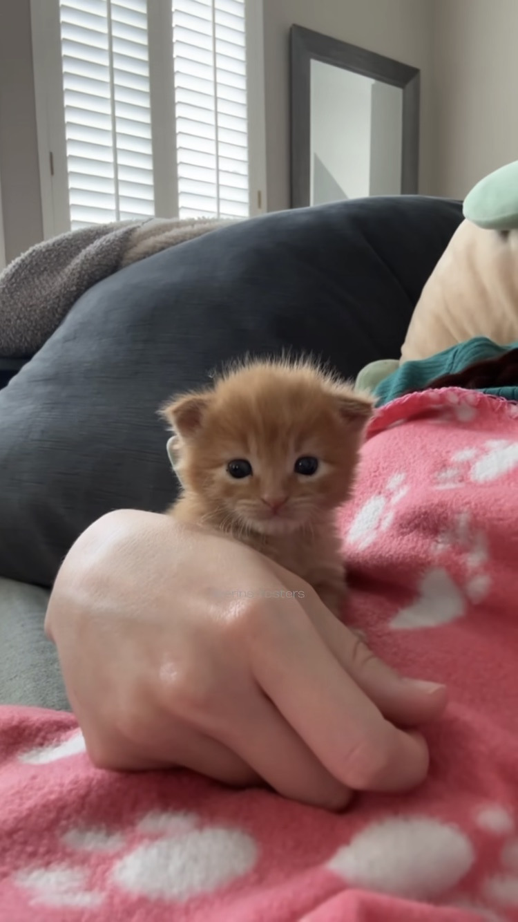 왜 새끼고양이들은 지능이없게생겼는지 궁금한달글.jpg | 인스티즈