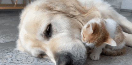 강아지와 고양이 | 인스티즈