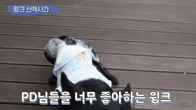 교통사고난 유기견 입양한 설채현 수의사 그리고 윙크 근황😉 | 인스티즈