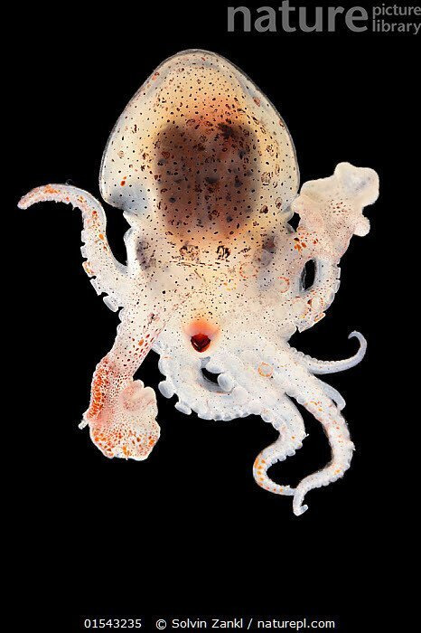 번식을 위해 스스로 고자가 되는 생물 | 인스티즈