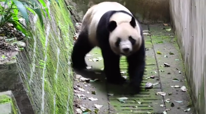 ?? : 진짜 우리나라 판다 애들이 다리 짧아? | 인스티즈