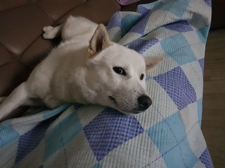 우리집 개 자는거 보실분? | 인스티즈