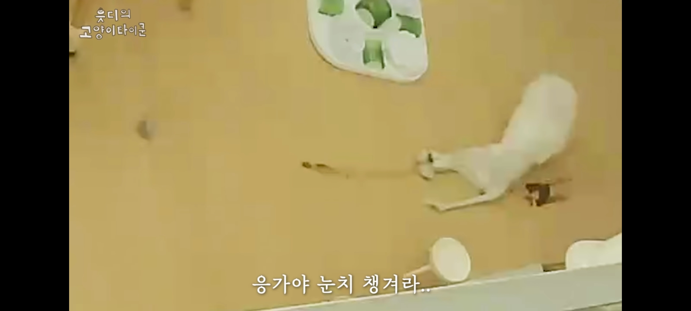 cctv보고 오열😭 응가실수하고 혼자 치우려는 고양이 | 인스티즈