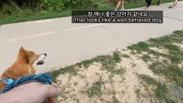 미국에서 강아지 산책 시키다 어느 한국인이 욕 먹은 이유 | 인스티즈