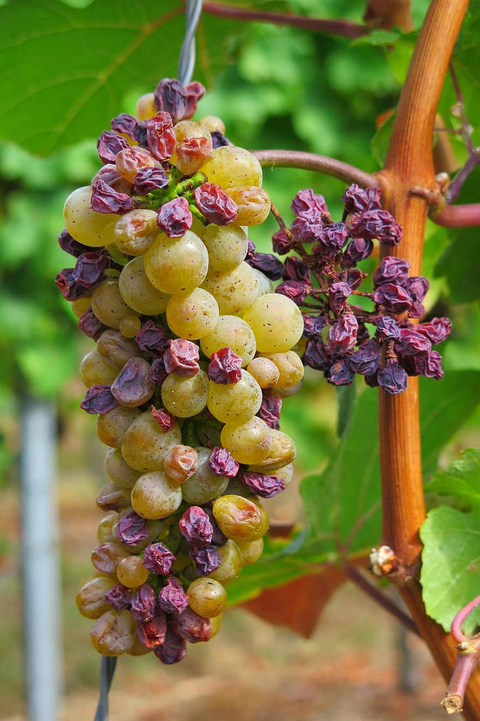 충격적인 건포도 생산과정 | 인스티즈