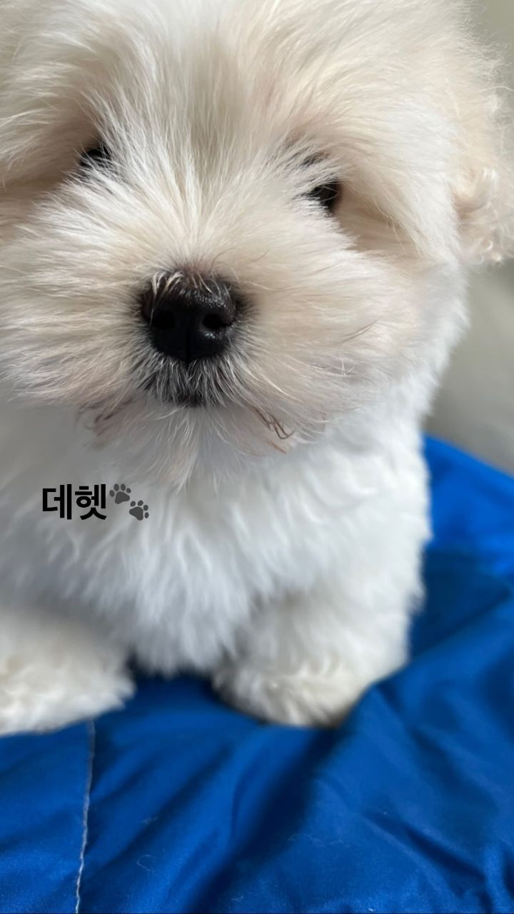 꼬동 입양한 김희진 - 악플달면 쩌리쩌려버려 - ＊여성시대＊ 차분한 20대들의 알흠다운 공간
