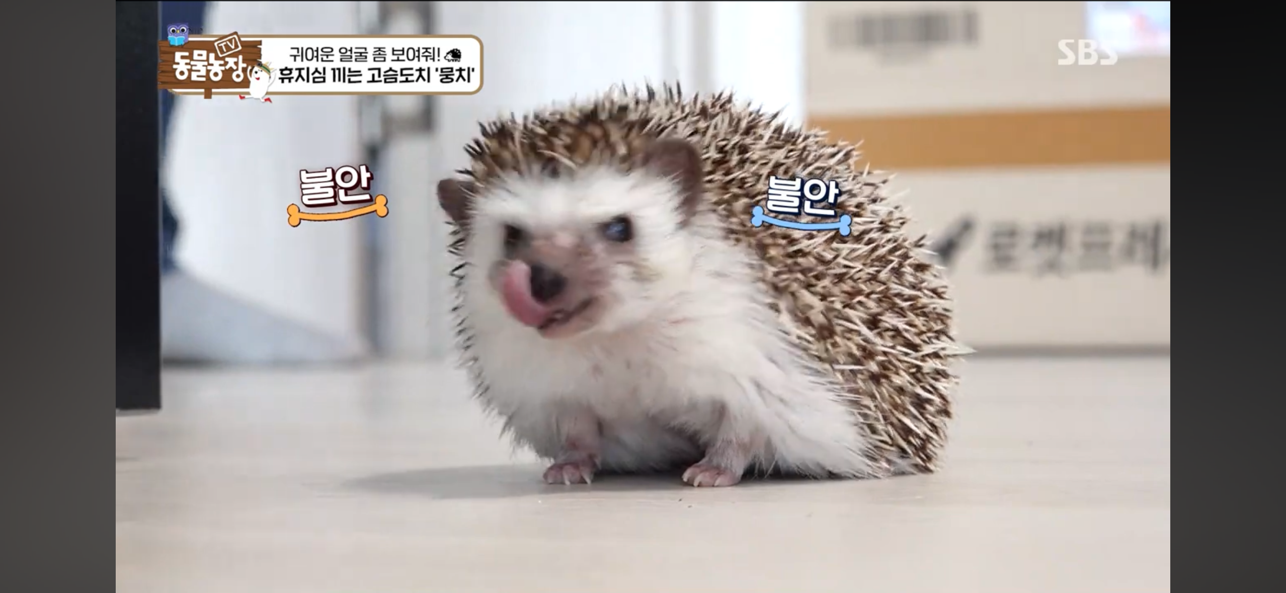 따봉고슴도치 휴지심 좋아도치 | 인스티즈