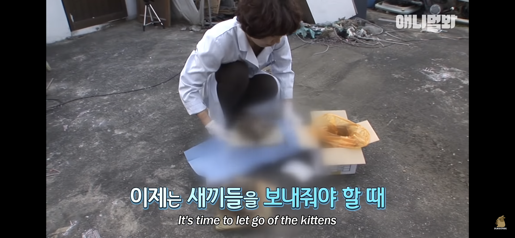 길고양이 목에 쪽지를 달자 생긴 영화같은 일 | 인스티즈