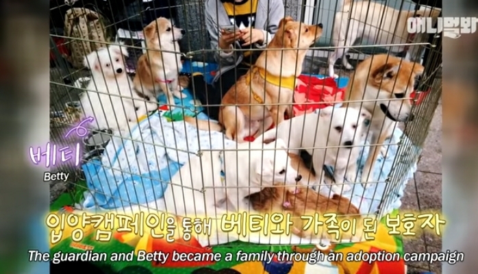 수줍음이 많은 강아지가 사람을 좋아하는 법 | 인스티즈