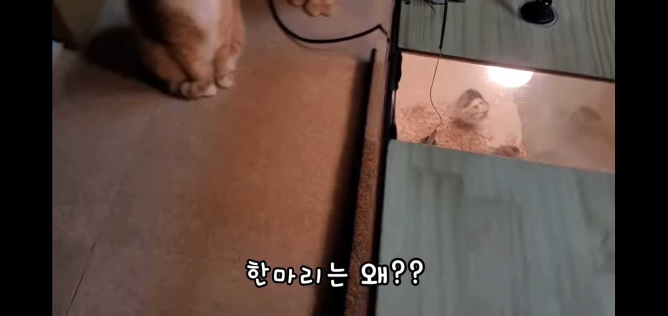 오늘자 폭력적이고 불쌍한 영상 올린 유튜버 매탈남.jpg | 인스티즈