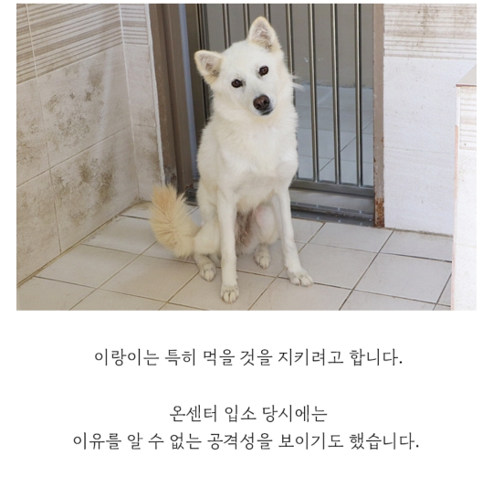 몸에 구멍난채로 끌려다니던 백구, | 인스티즈