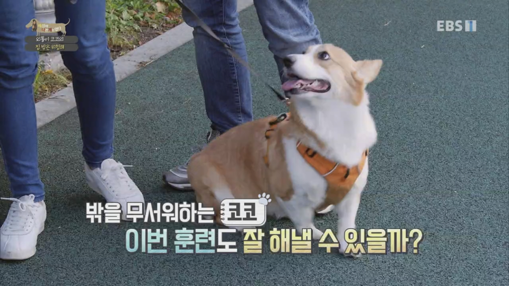 [세상에나쁜개는없다] 강아지 공장에서 구조되어 설채현 전문가에게 입양된 '세상이' 근황 | 인스티즈