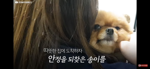 입양가는데 우는 강아지 | 인스티즈