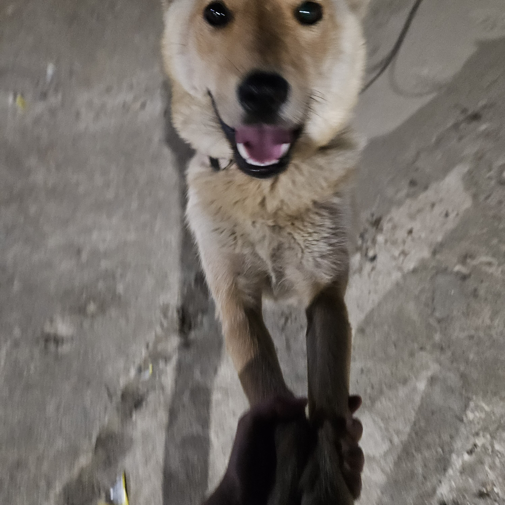 [입양홍보] 개장수에게 팔렸다 되찾아온 방치견 진순이·진돌이, 평생 가족을 찾아요! (부산/울산/전국) | 인스티즈