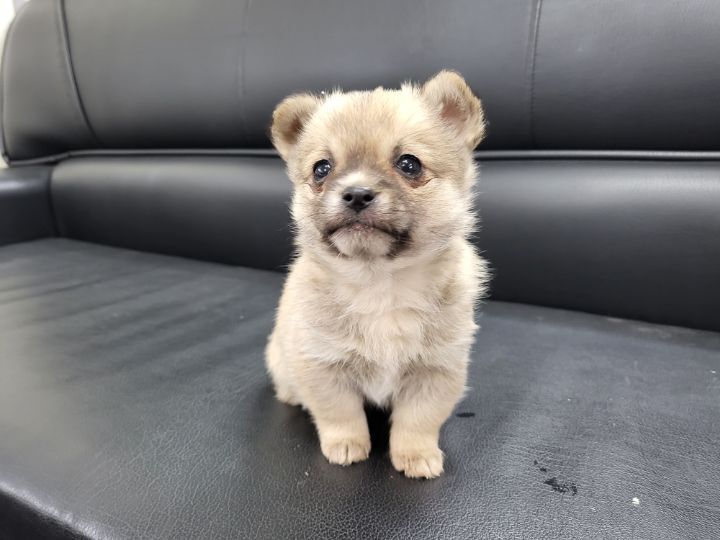 (공지라니... ++추가)새로생긴 회사 복지.. 미쳐서 도저히 일을 못하겠네.. (추가....)++추가 | 인스티즈