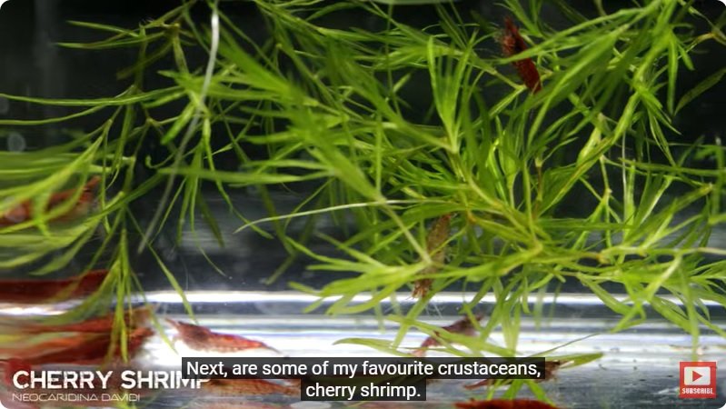 거대한 수조에 열대우림 환경을 조성해놓으면 생기는 일 - 4 | 인스티즈