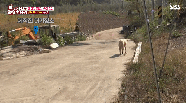 개가 너무 똑똑해서 역대급으로 구조 힘들었던 이번주 동물농장 방송.jpg | 인스티즈