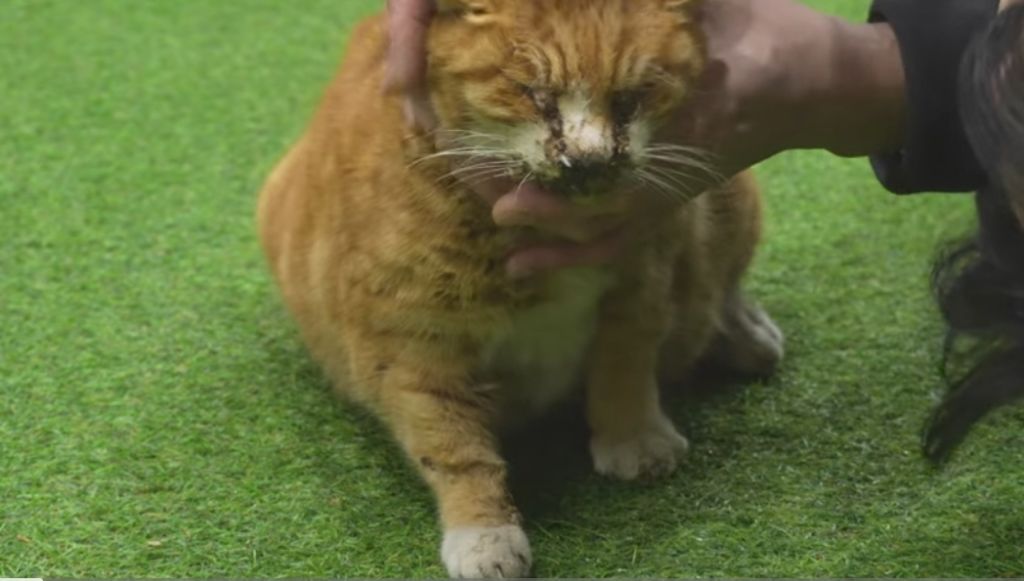 얼어 죽어가는 길냥이 구조한 캠퍼 | 인스티즈