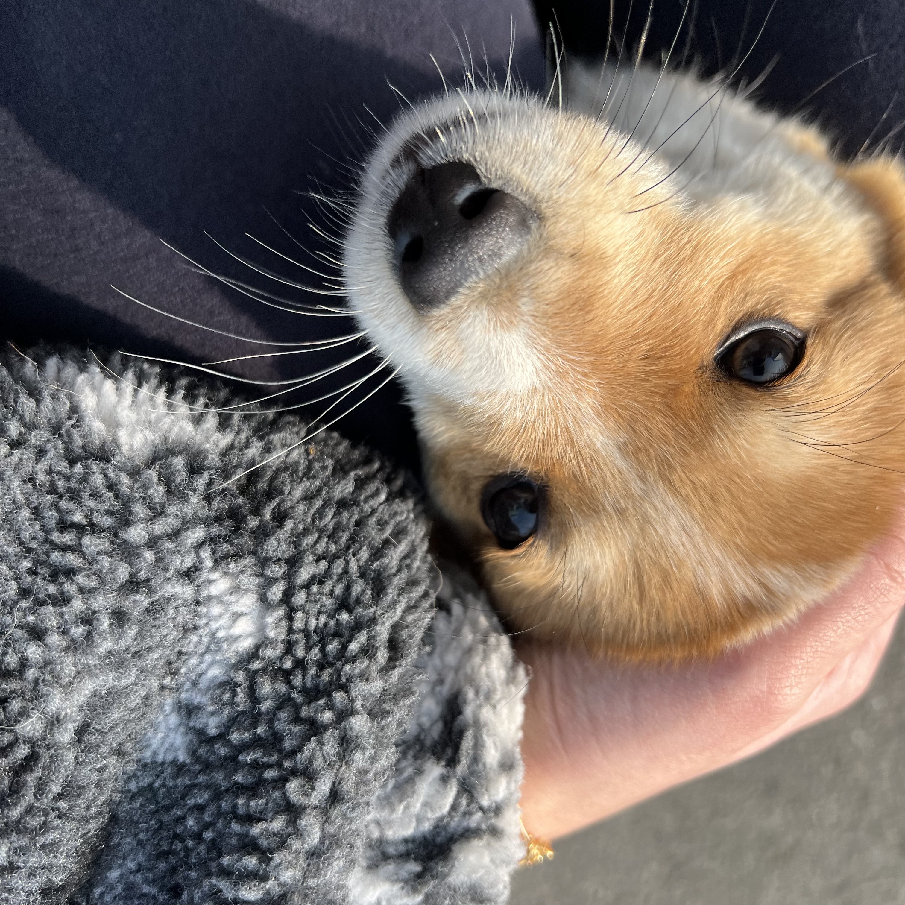 할머니집 시골개 산책시켜주고 왓다내요 | 인스티즈