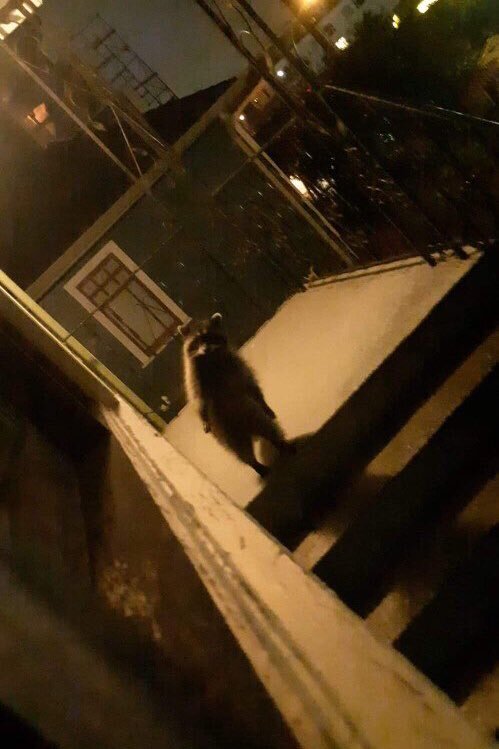 작년에 캐나다 갔을때 라쿤이 마당에서 놀길래 훔쳐보다가 눈마주쳤는데 | 인스티즈