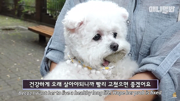 돌멩이를 물고 다니는 강아지 | 인스티즈