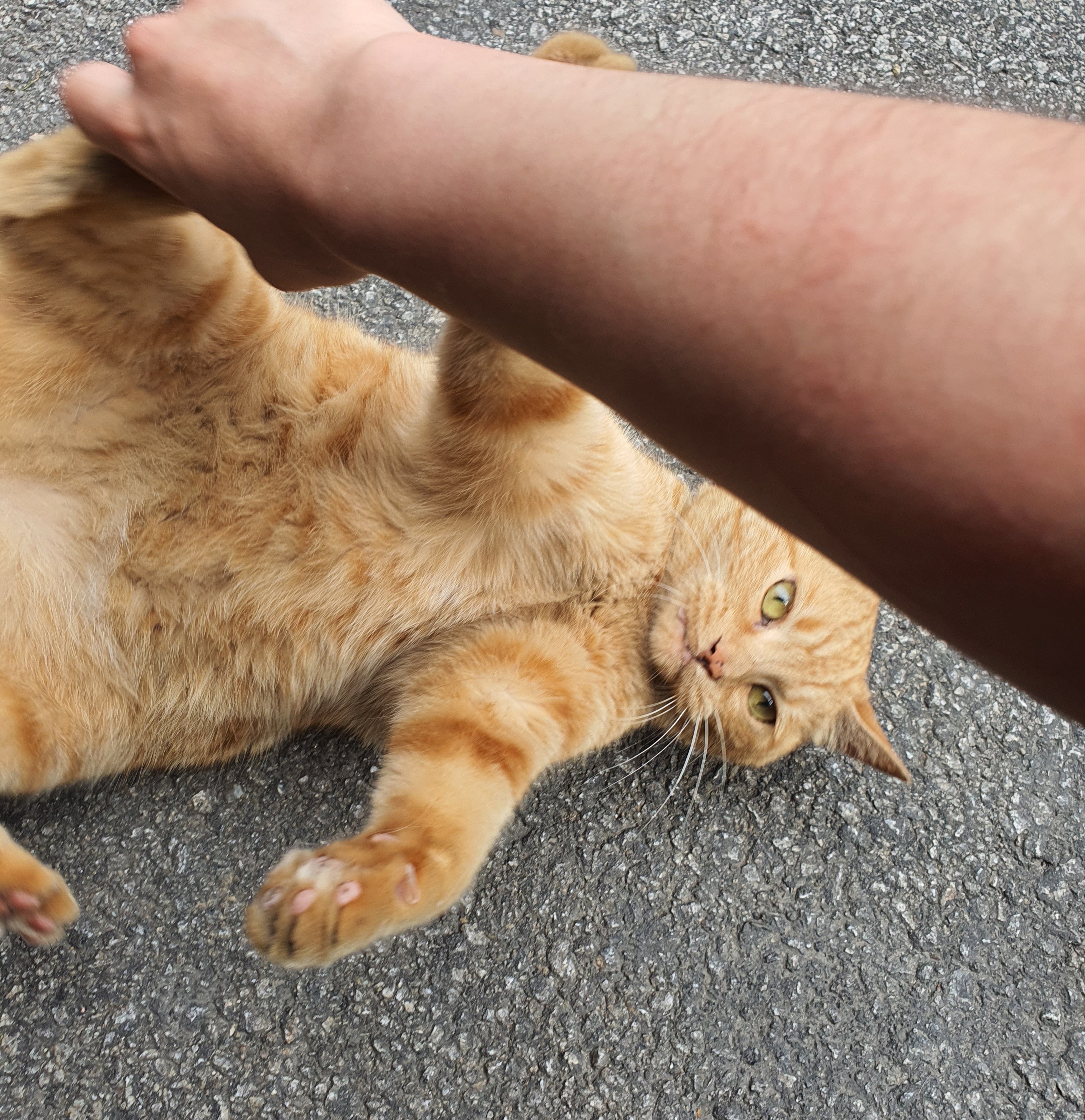 동네 친한 강아지 새끼낳았는데 나 자꾸 따라다녀 (동물농장/ 사진많음) +사진추가 | 인스티즈