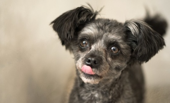 문토리 견상변화(유기견이 사랑받고 자라면 생기는 일) | 인스티즈
