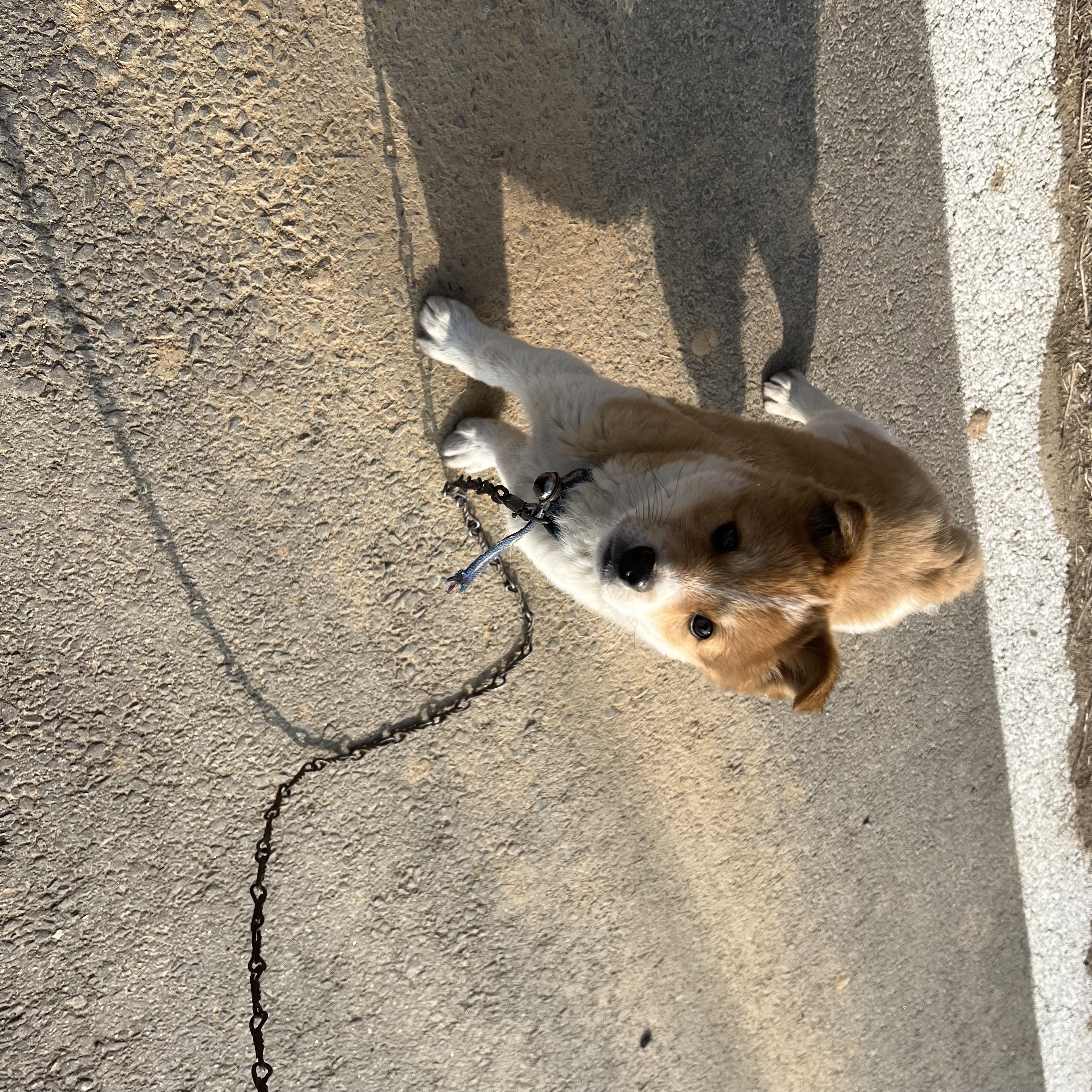 할머니집 시골개 산책시켜주고 왓다내요 | 인스티즈