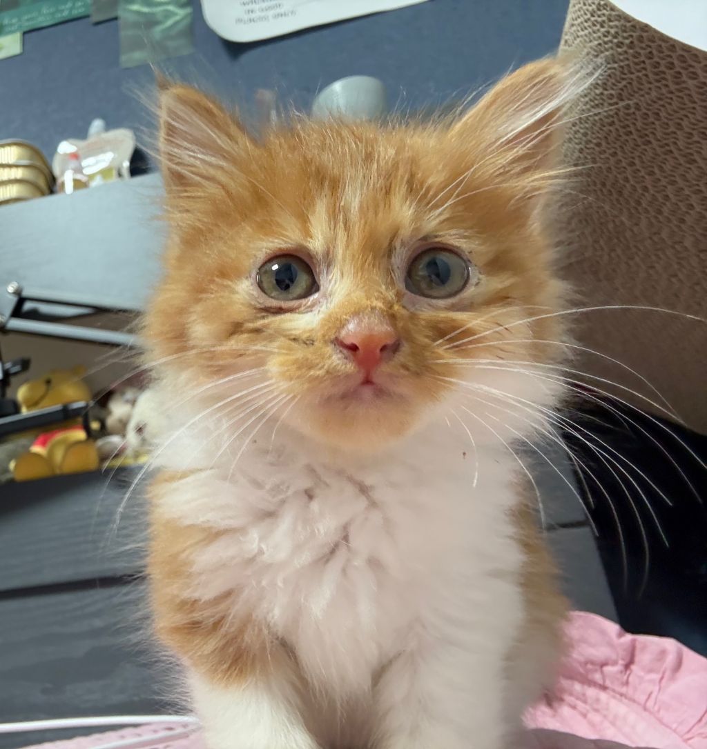 [입양홍보] 눈이 붙고 꼬리가 잘리고 링웜에 기아로 발견됐다 용된 고양이 - 품종느낌 사라졌다고 입양취소됨 | 인스티즈