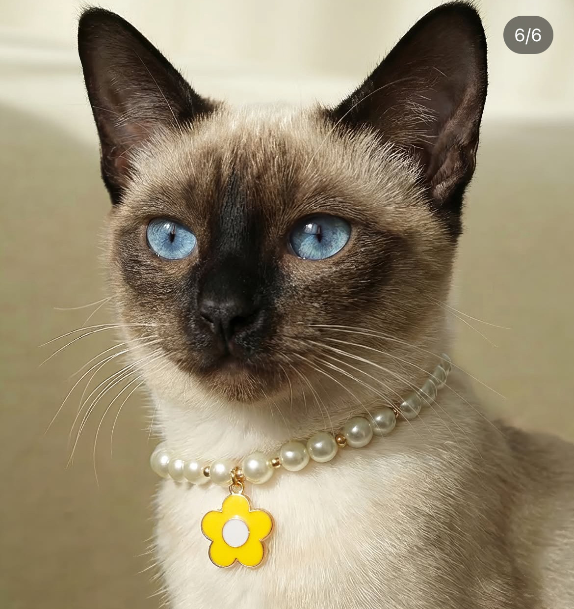 다이소 펫 용품 신상.jpg | 인스티즈