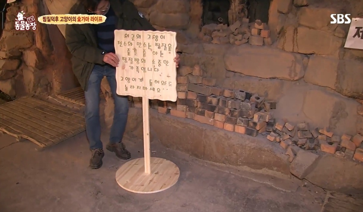 용인의 어느 찜질방에서 산다는 고양이들 | 인스티즈