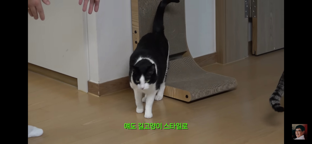 세계 최초 대기업 출신 고양이 | 인스티즈