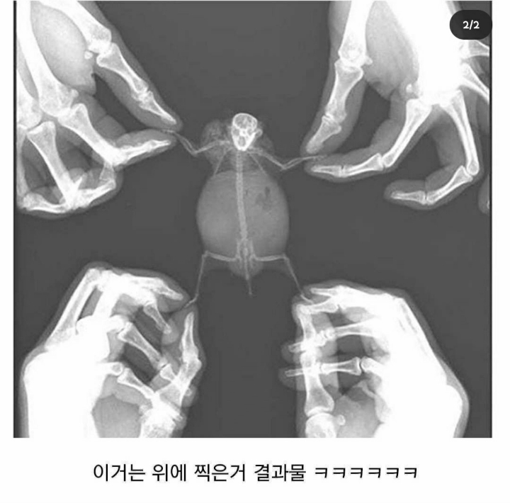 이 중에 하나는 여시들 배꼽이 빠지게 웃겨주겠지? 하나만 걸려라 1탄 | 인스티즈
