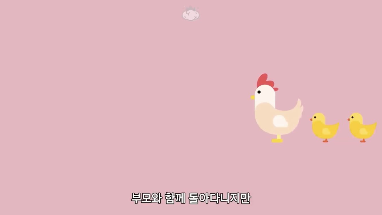 거리에 비둘기가 이렇게 많은데 왜 새끼 비둘기는 안 보일까? | 인스티즈