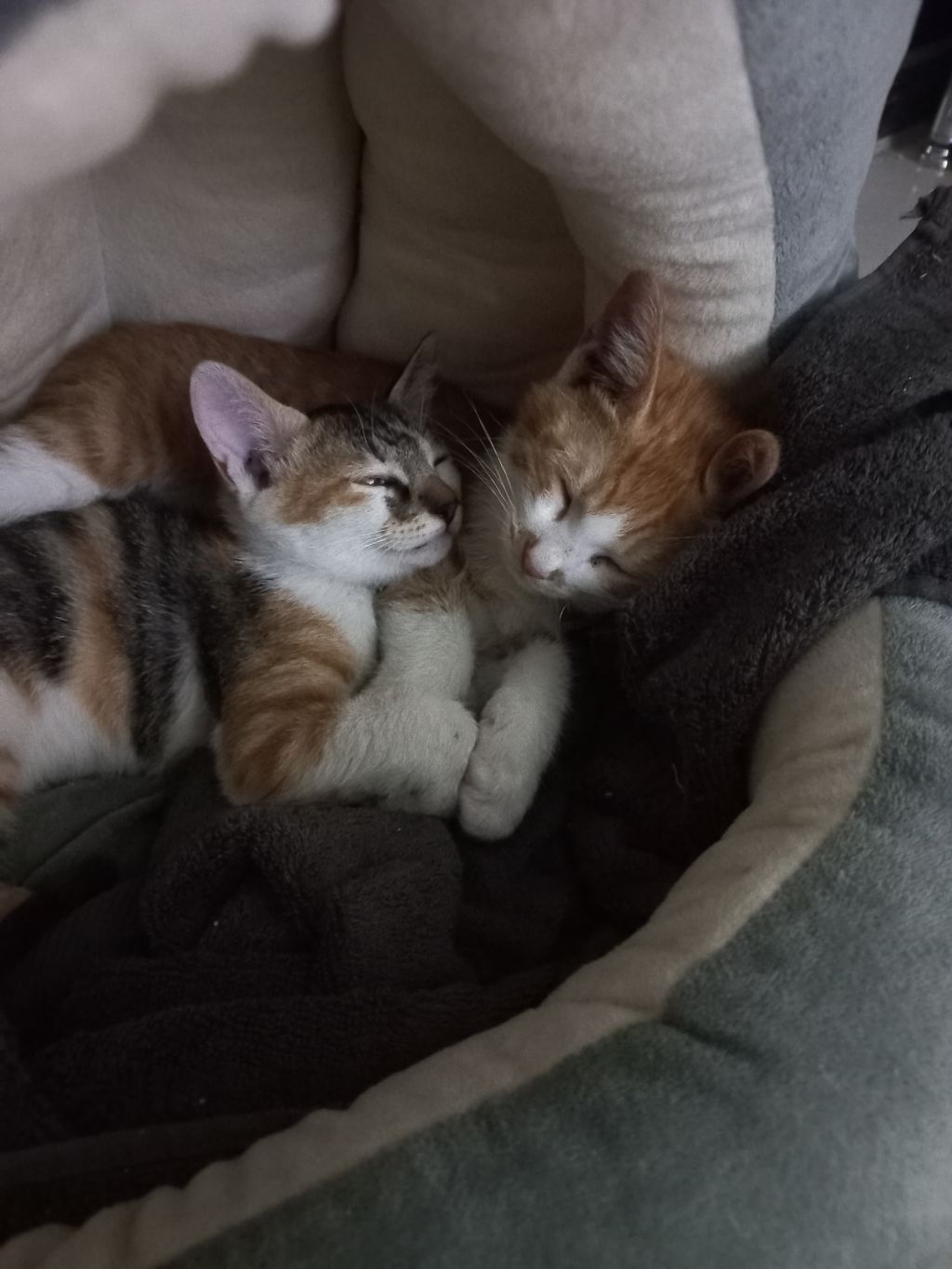 길에서 고양이 보면 사진을 안 찍고는 지나갈 수 없는 병에 걸림 😚🐈‍⬛🐈 | 인스티즈