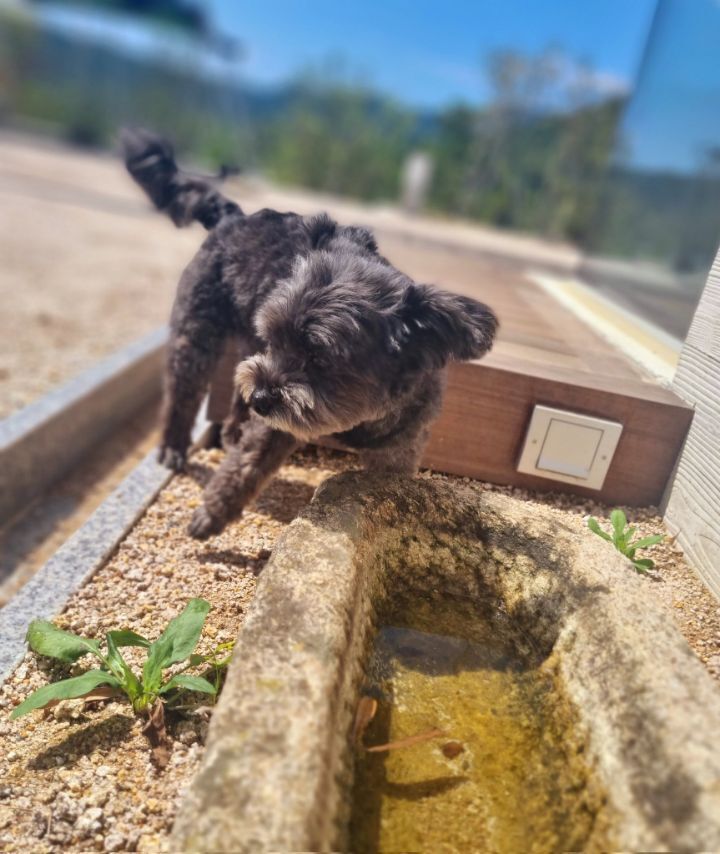 문토리 견상변화(유기견이 사랑받고 자라면 생기는 일) | 인스티즈