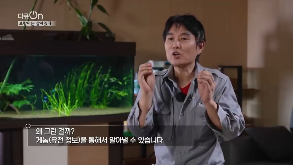 '절멸'의 '한국 호랑이'. 🐅 그 100년간의 이야기. -마지막- | 인스티즈