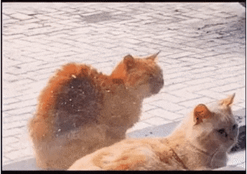 사람 손길을 부러워하는 고양이ㅠ | 인스티즈