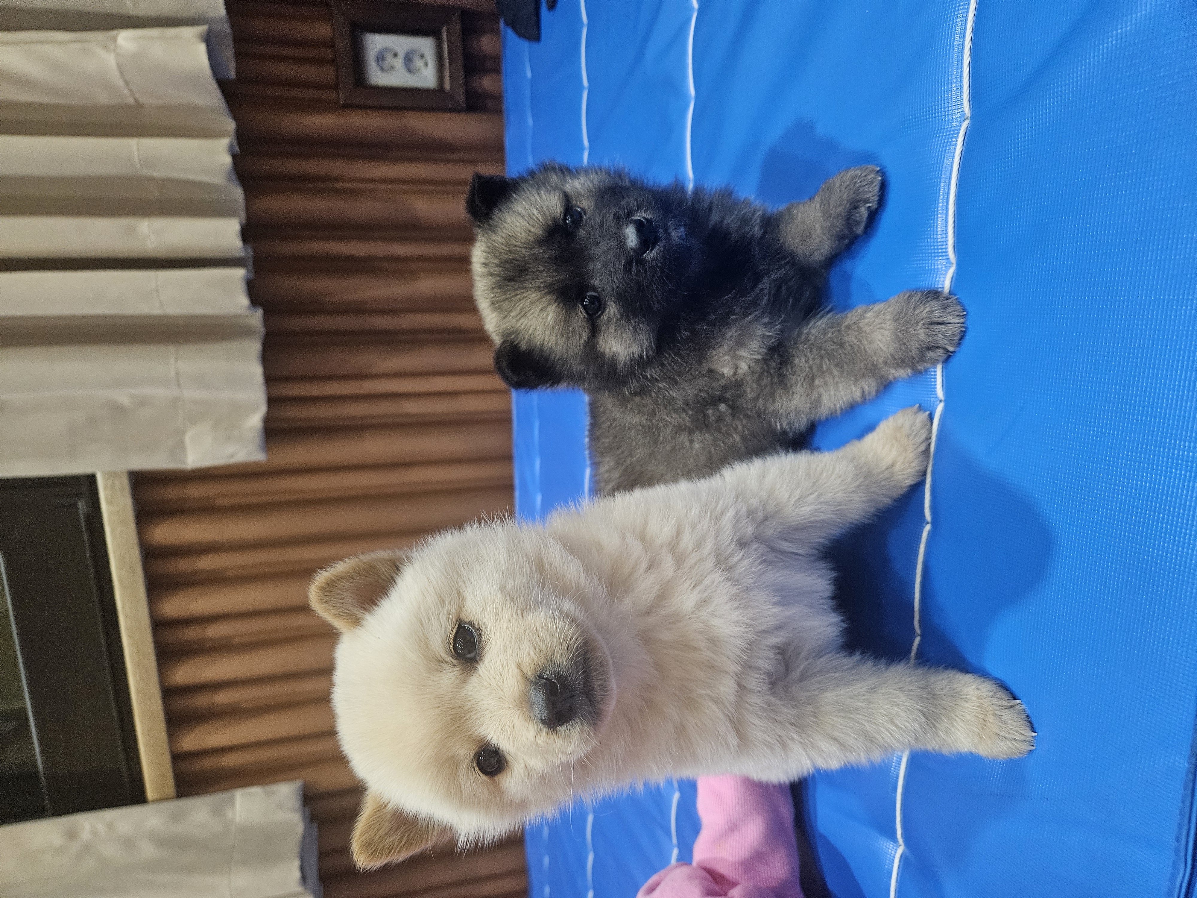 우리집 댕댕이 자랑 한번 해도 될까용? | 인스티즈