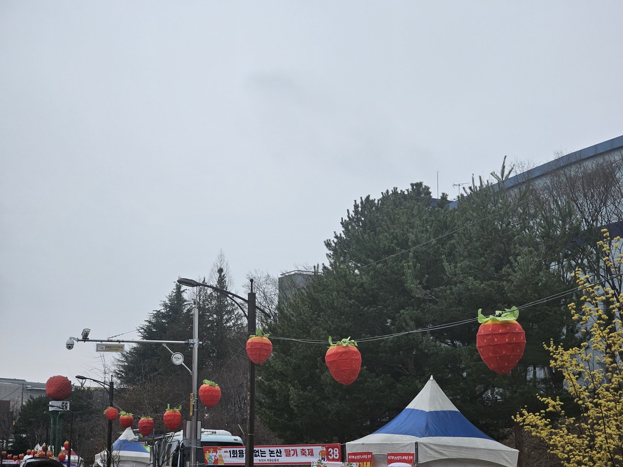 저희 아빠가 이번에 논산 딸기 축제에 부스를 내셨어요 열심히 준비하셨는데 손님이 없다고 속상해 하셔서 ㅠㅠ.twt | 인스티즈
