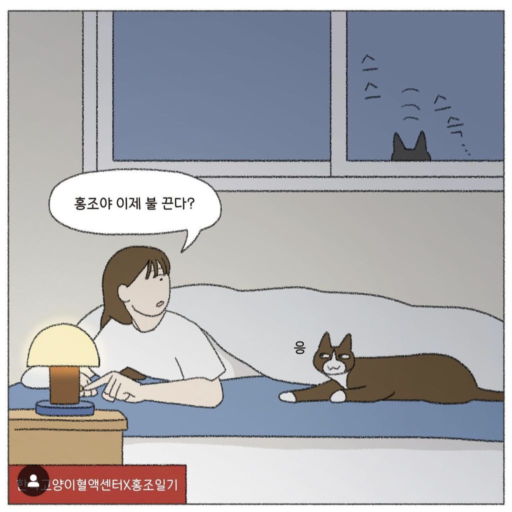 🐱💉고양이도 헌혈을 한다고? | 인스티즈