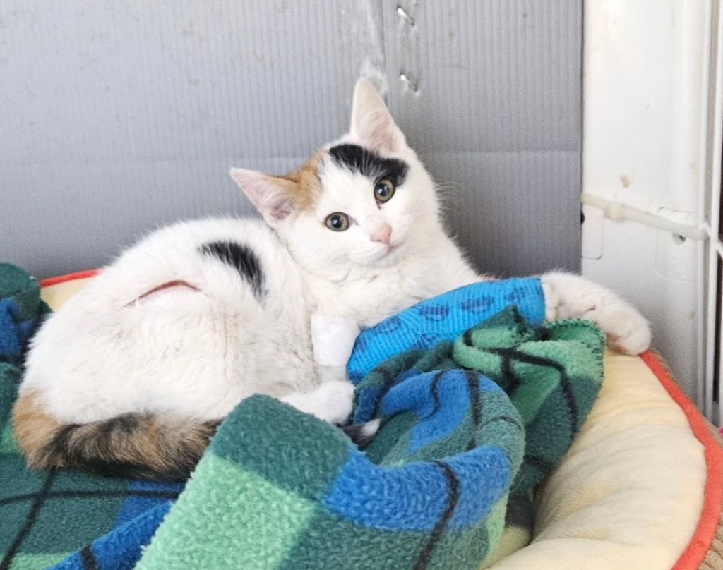 차 본넷에 새끼고양이 가둔채로 달린 차주 | 인스티즈