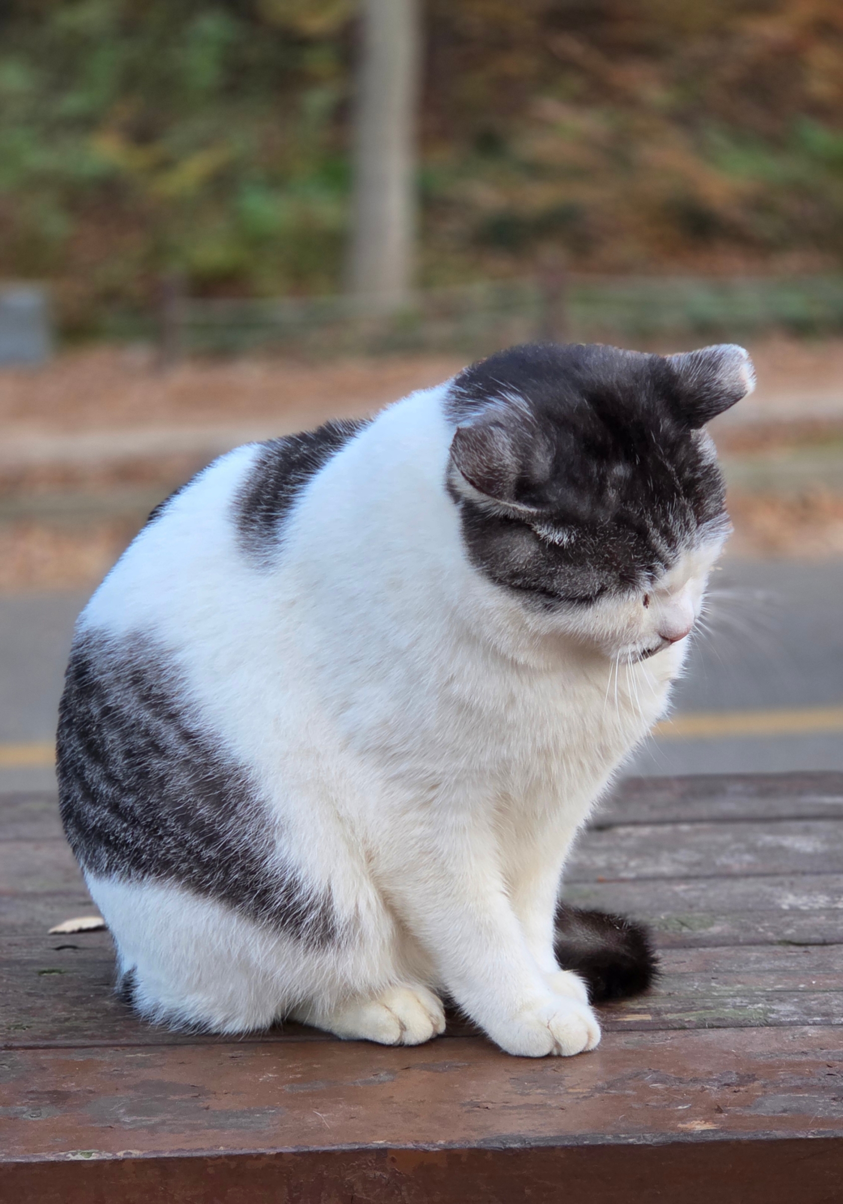 고양이 잔다 | 인스티즈