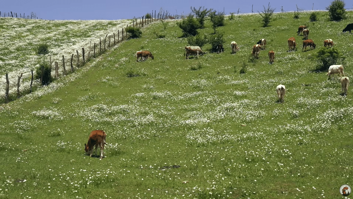 요즘 유튜브에서 은근히 인기 많다는 외국 시골 브이로그...jpg | 인스티즈