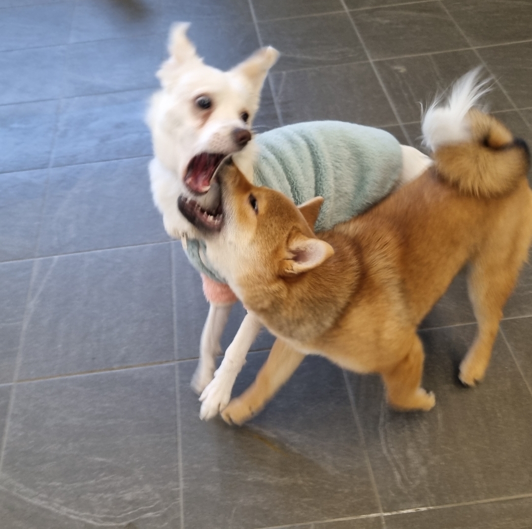 인간인 나보다 표정이 다양한 강쥐.. | 인스티즈